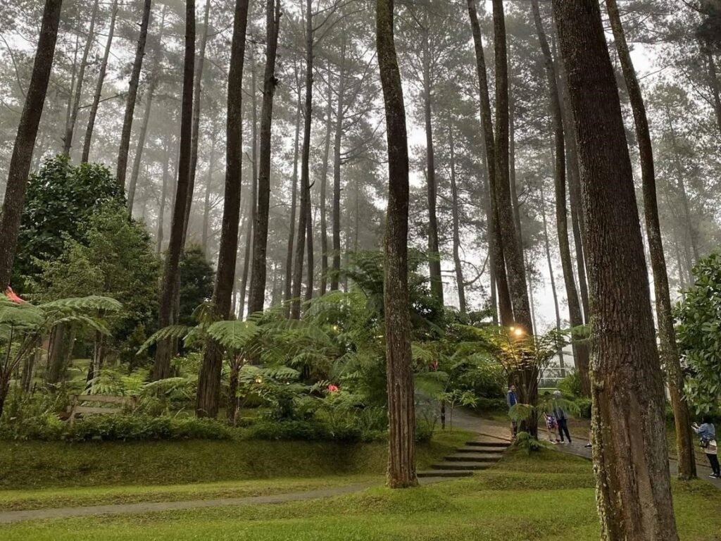 Wisata Hutan pinus cikole