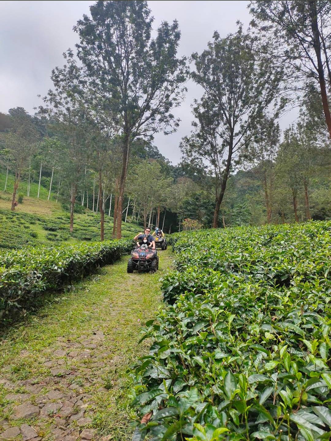 wisata ATV Bogor di area perkebunan teh
