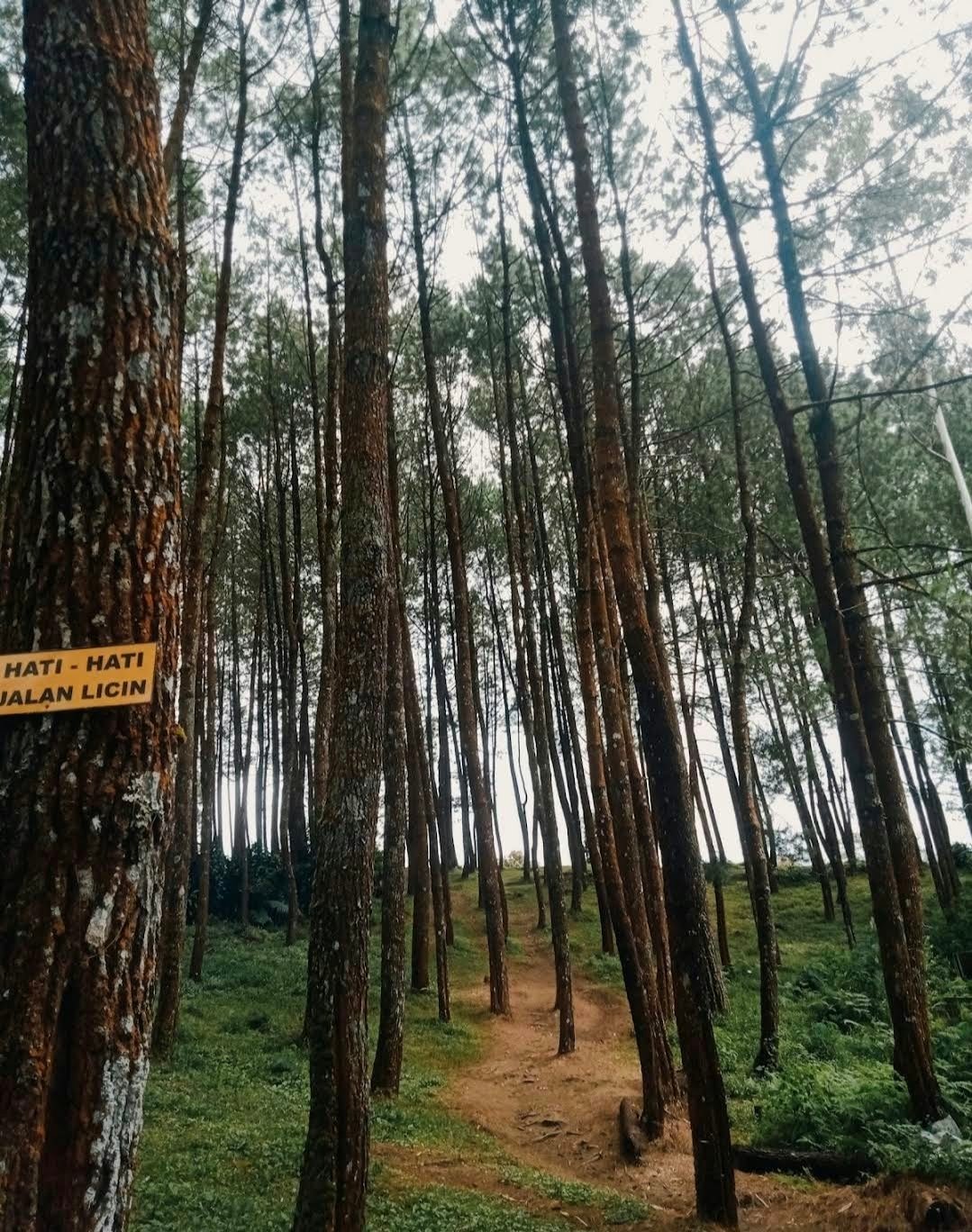 Jalur hiking di kawasan hutan pinus Curug Layung