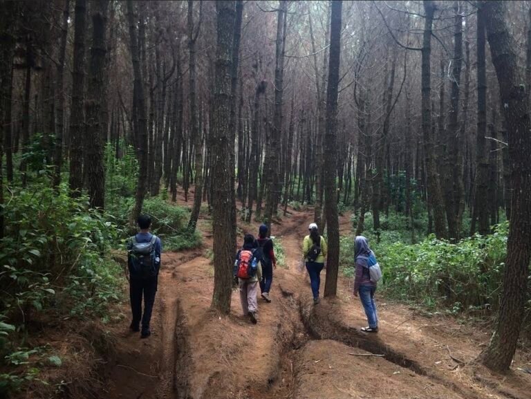Hiking untuk pemula di jalur alam dengan medan ringan